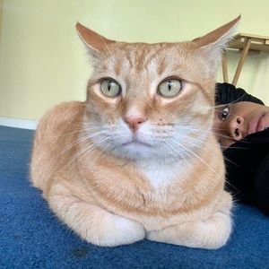 Meet your Posher, Taylor